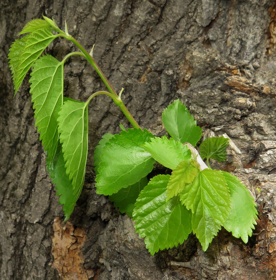 Изображение особи Morus alba.