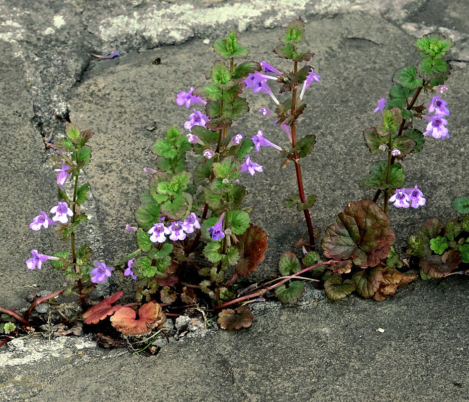 Изображение особи Glechoma hederacea.