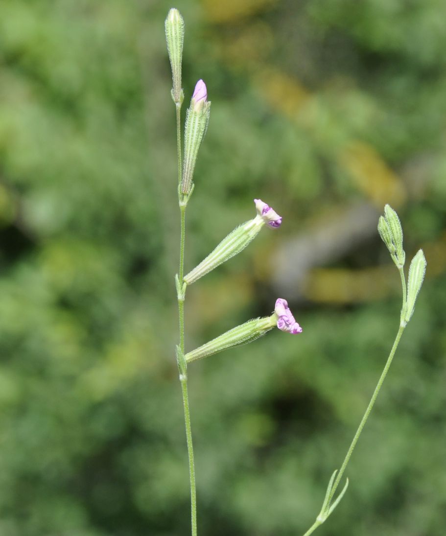 Image of Silene gallinyi specimen.