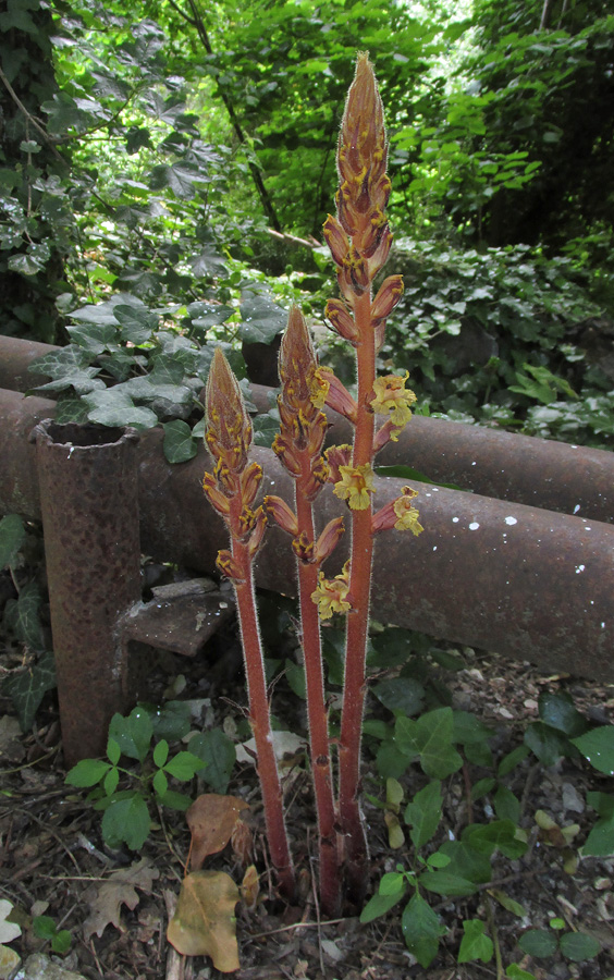 Image of Orobanche laxissima specimen.