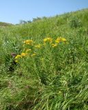 Hypericum perforatum. Куртина цветущих растений. Краснодарский край, г. Усть-Лабинск, склон правого берега Кубани, луговое сообщество. 21.06.2017.