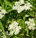 Sambucus nigra