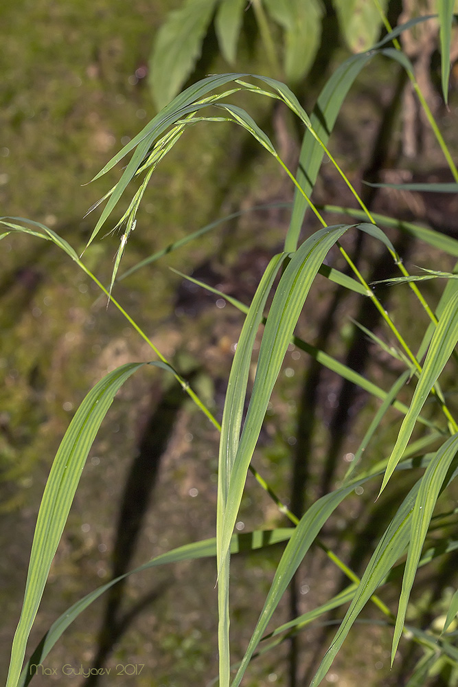 Изображение особи Brachypodium sylvaticum.