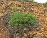 Erodium beketowii