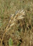 Bromus hordeaceus. Сухое соплодие. Крым, Керченский п-ов, окр. мыса Чауда, опустыненная степь. 21 июля 2017 г.