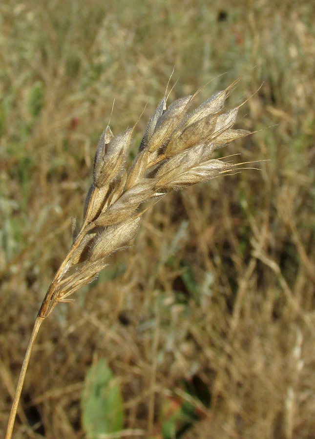 Изображение особи Bromus hordeaceus.