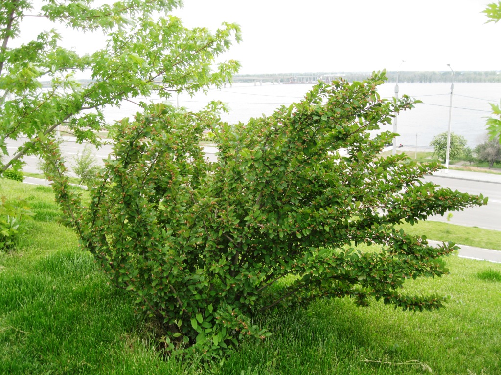 Image of Cotoneaster lucidus specimen.