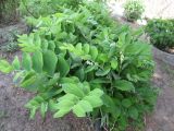 Polygonatum odoratum