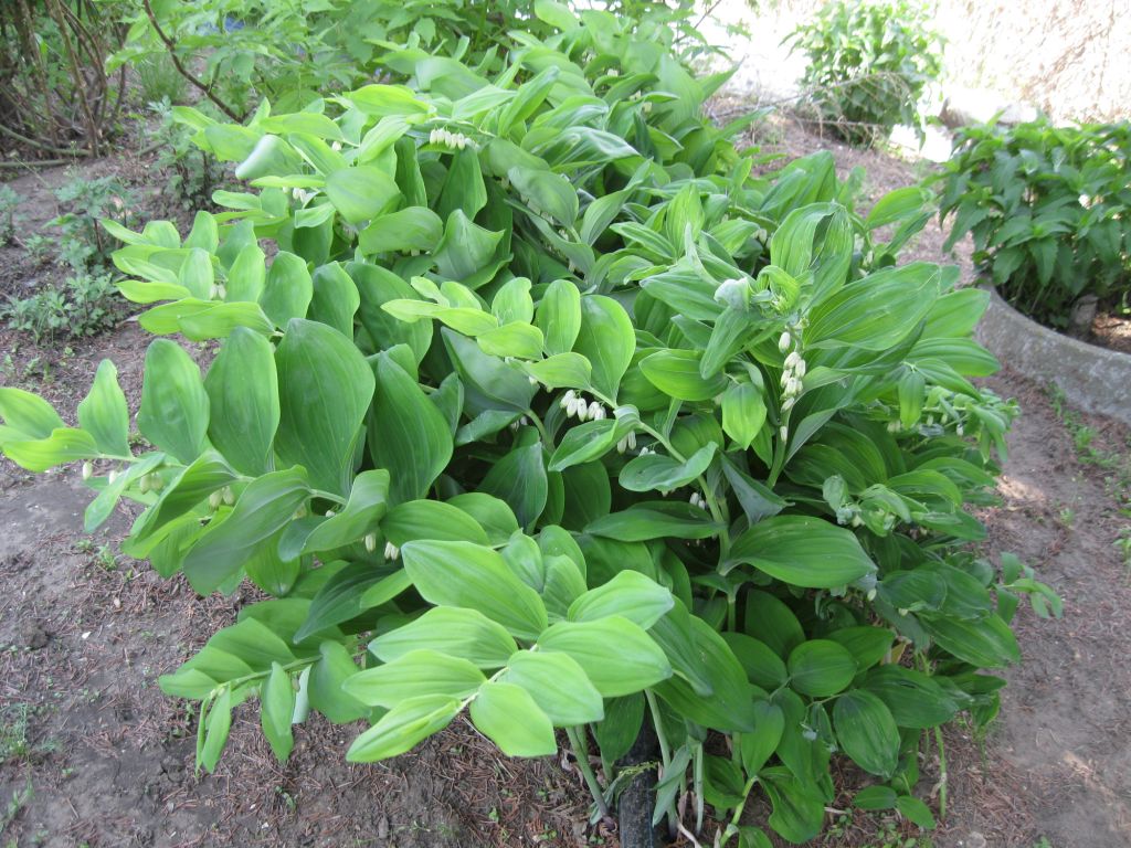 Изображение особи Polygonatum odoratum.