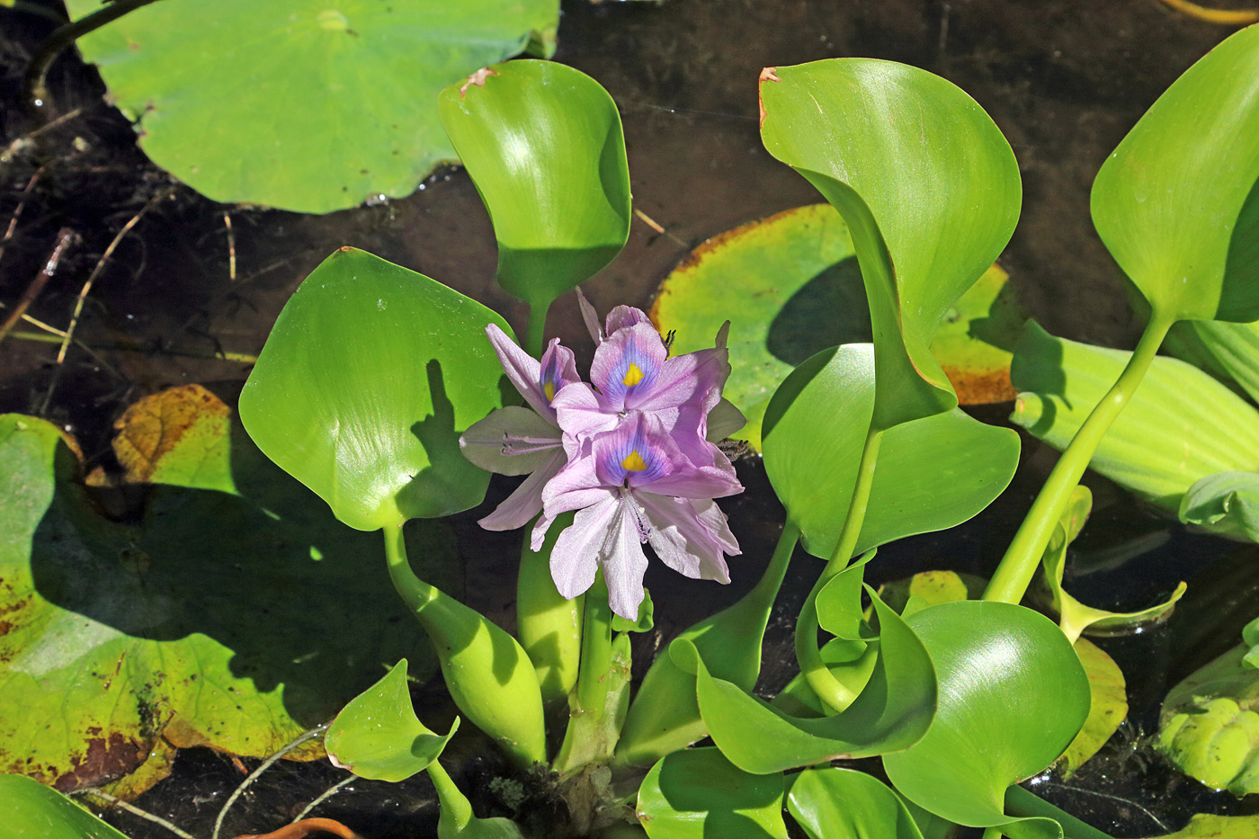Image of Eichhornia crassipes specimen.