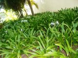 genus Hymenocallis