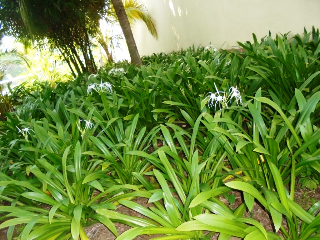 Изображение особи род Hymenocallis.