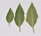 Withania somnifera