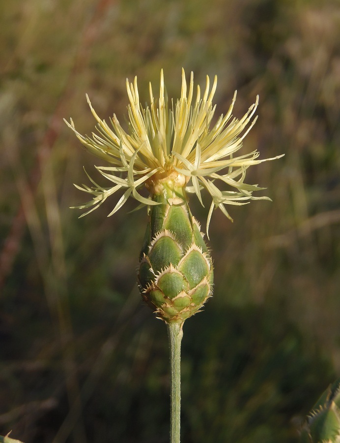 Image of Centaurea salonitana specimen.