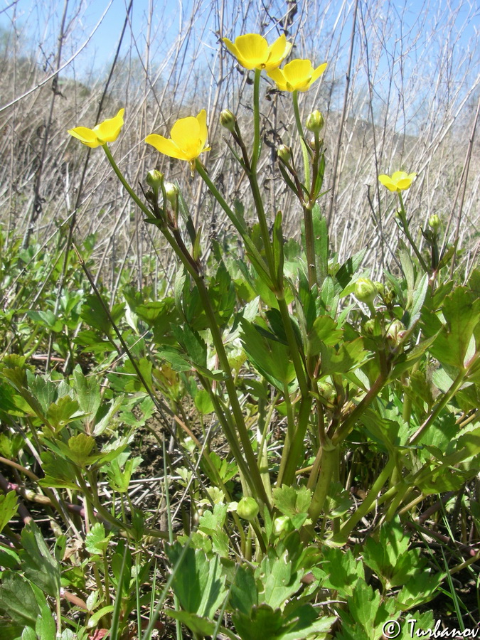 Изображение особи Ranunculus repens.