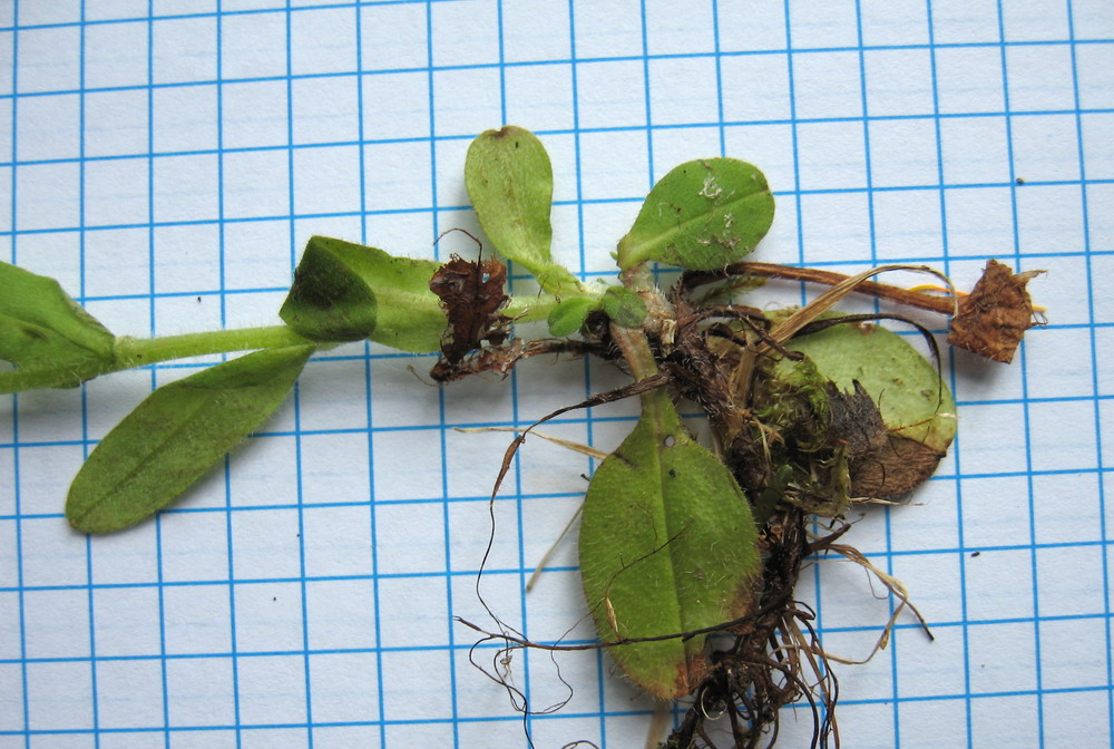 Image of Myosotis ergakensis specimen.