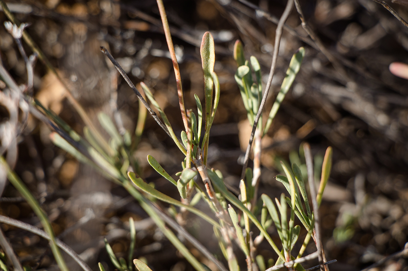 Изображение особи Limonium suffruticosum.