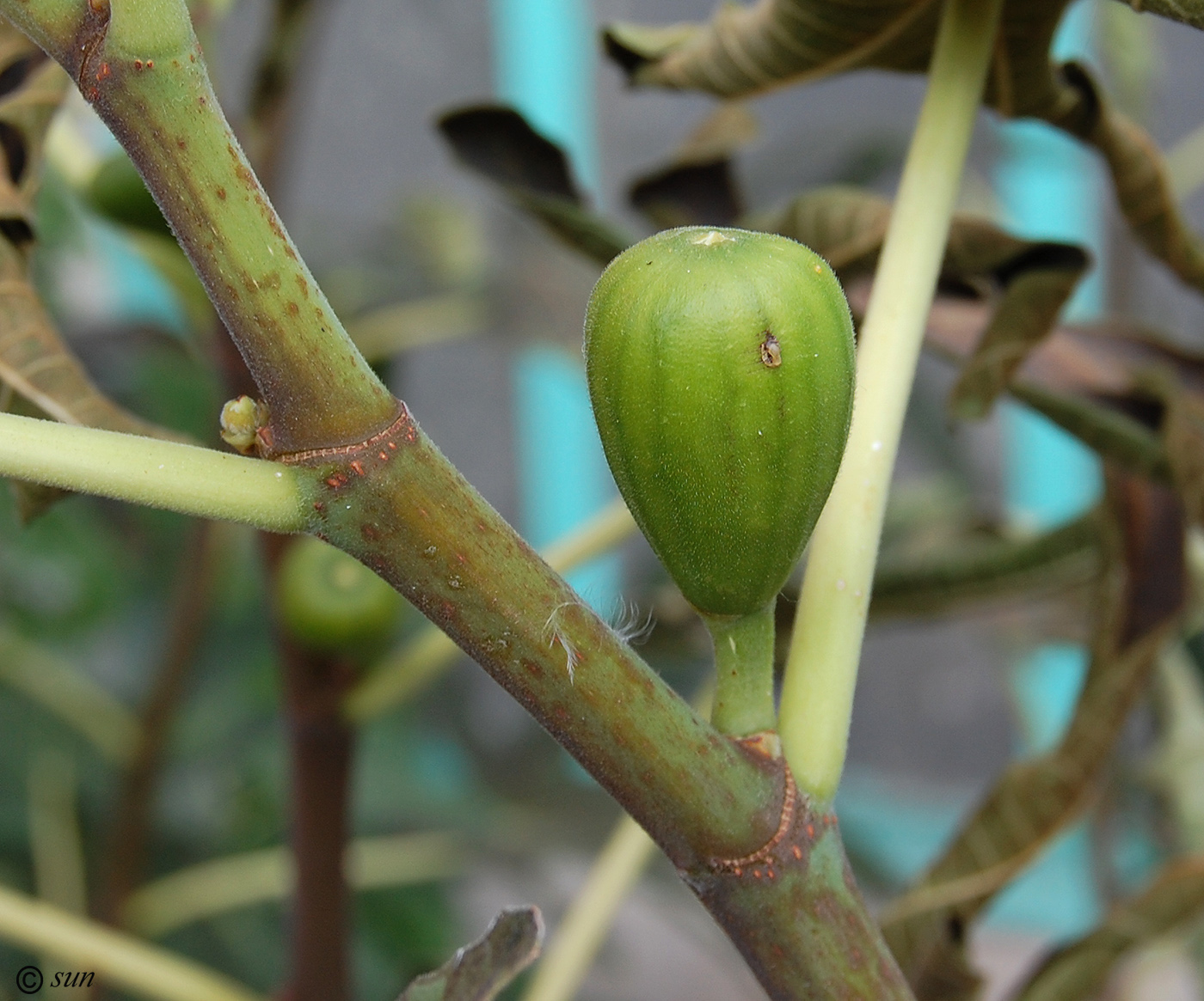 Изображение особи Ficus carica.