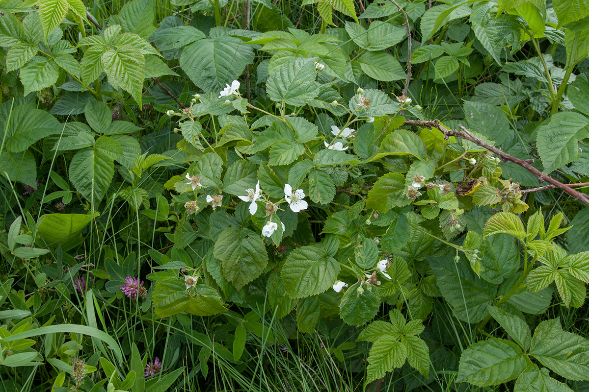 Изображение особи Rubus nessensis.