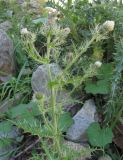 Cirsium echinus