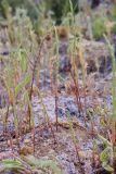 Salicornia perennans. Вегетирующие растения. Крым, Сакский р-н, окр. пос. Прибрежное, закустаренное степное прибрежье между морем и Симферопольским шоссе, заброшенный котлован. 10.08.2017.