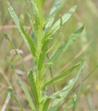 genus Reseda