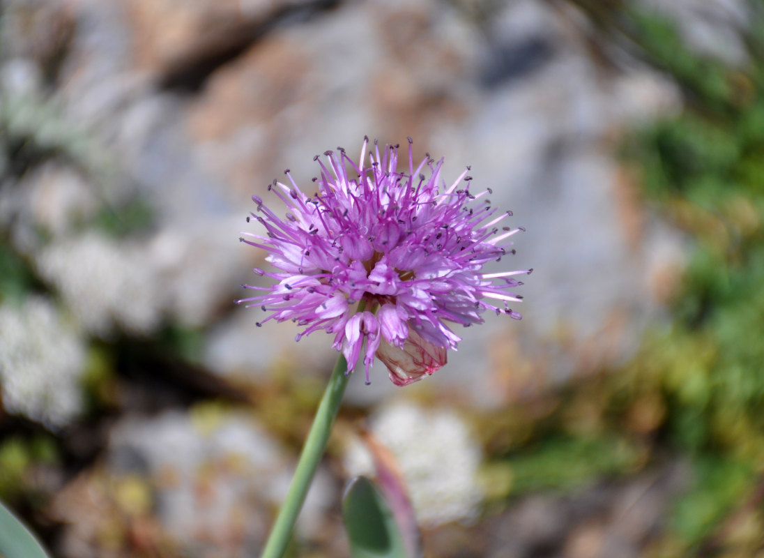 Image of Allium carolinianum specimen.