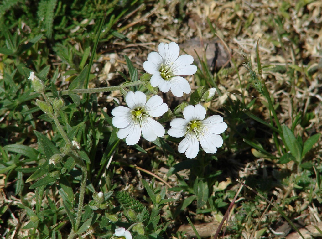 Изображение особи Cerastium arvense.