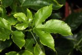 Passiflora edulis. Верхушка побега. Израиль, г. Бат-Ям, в культуре. 02.07.2017.