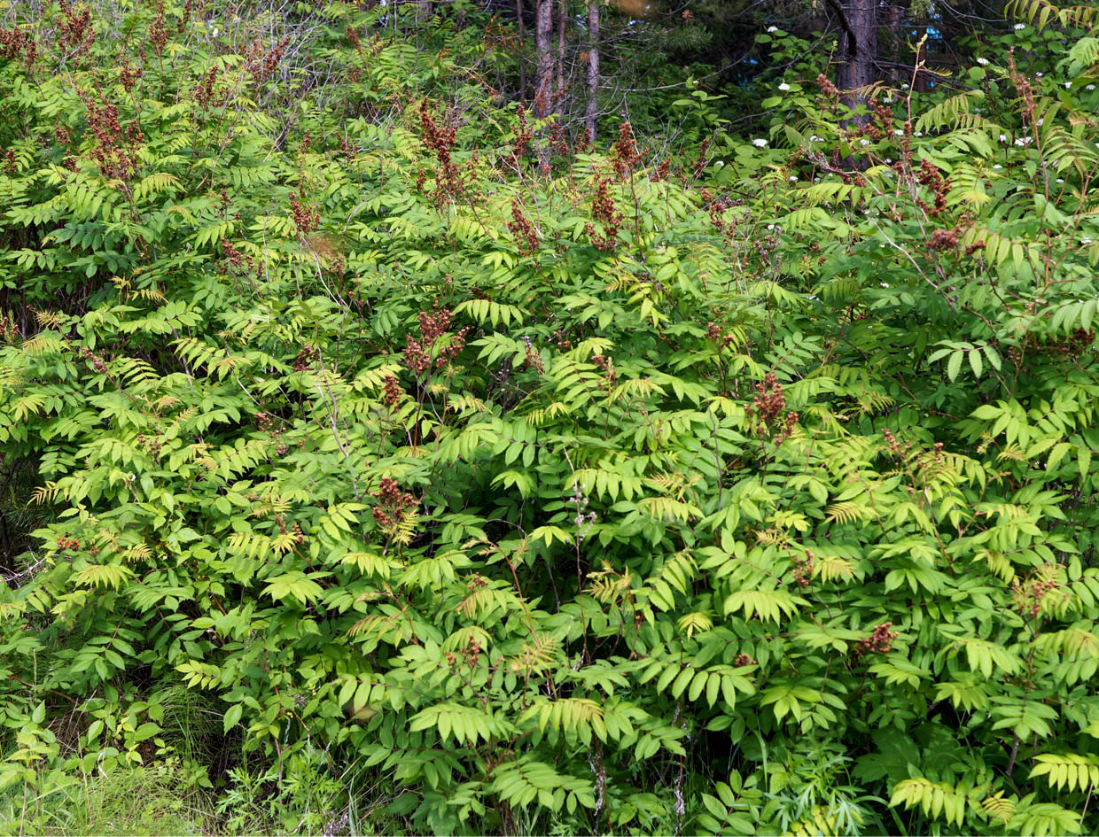 Изображение особи Sorbaria sorbifolia.