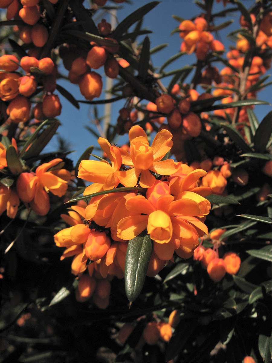 Image of Berberis trigona specimen.