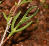 Delosperma luteum