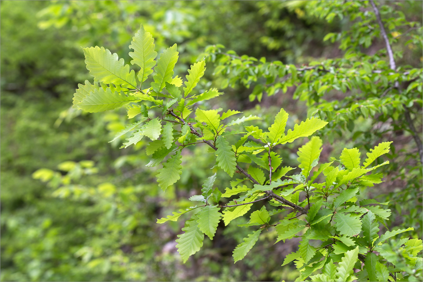 Изображение особи род Quercus.