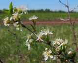 Cerasus fruticosa. Ветвь с цветками. Республика Татарстан, Бавлинский р-н. 12.05.2010.