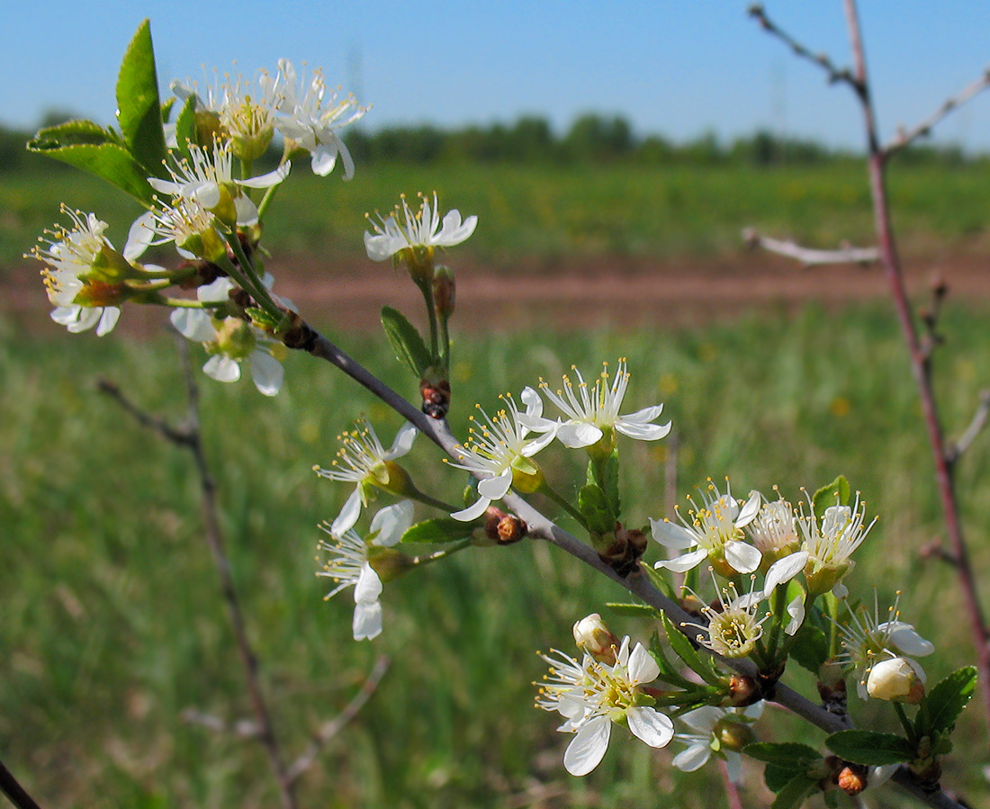 Image of Cerasus fruticosa specimen.