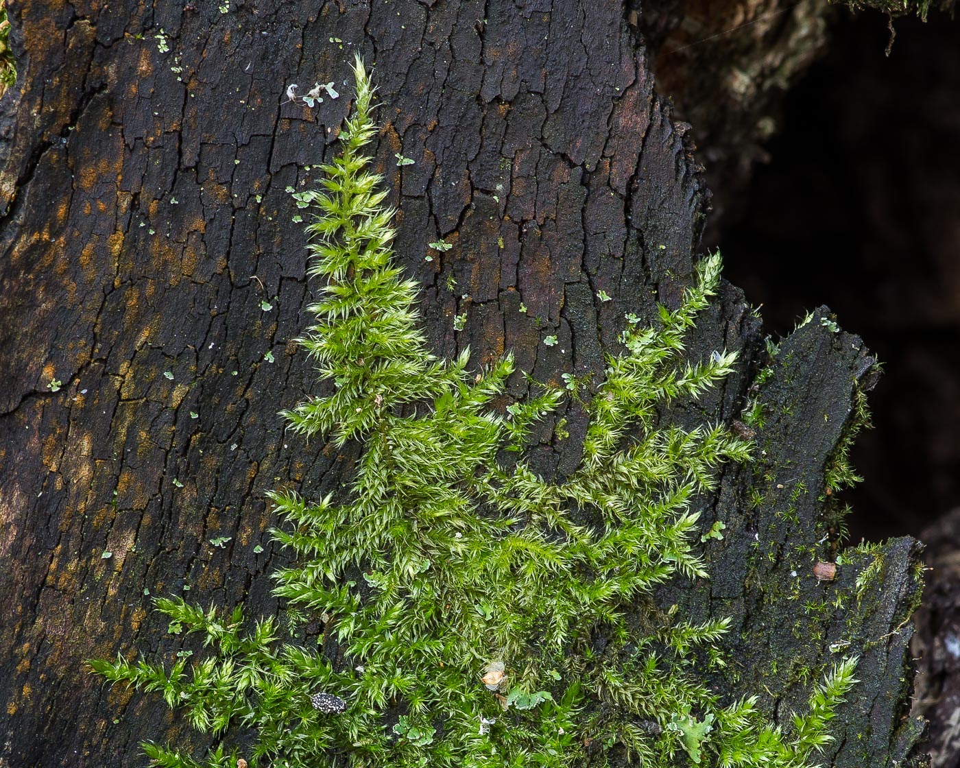 Image of class Bryopsida specimen.