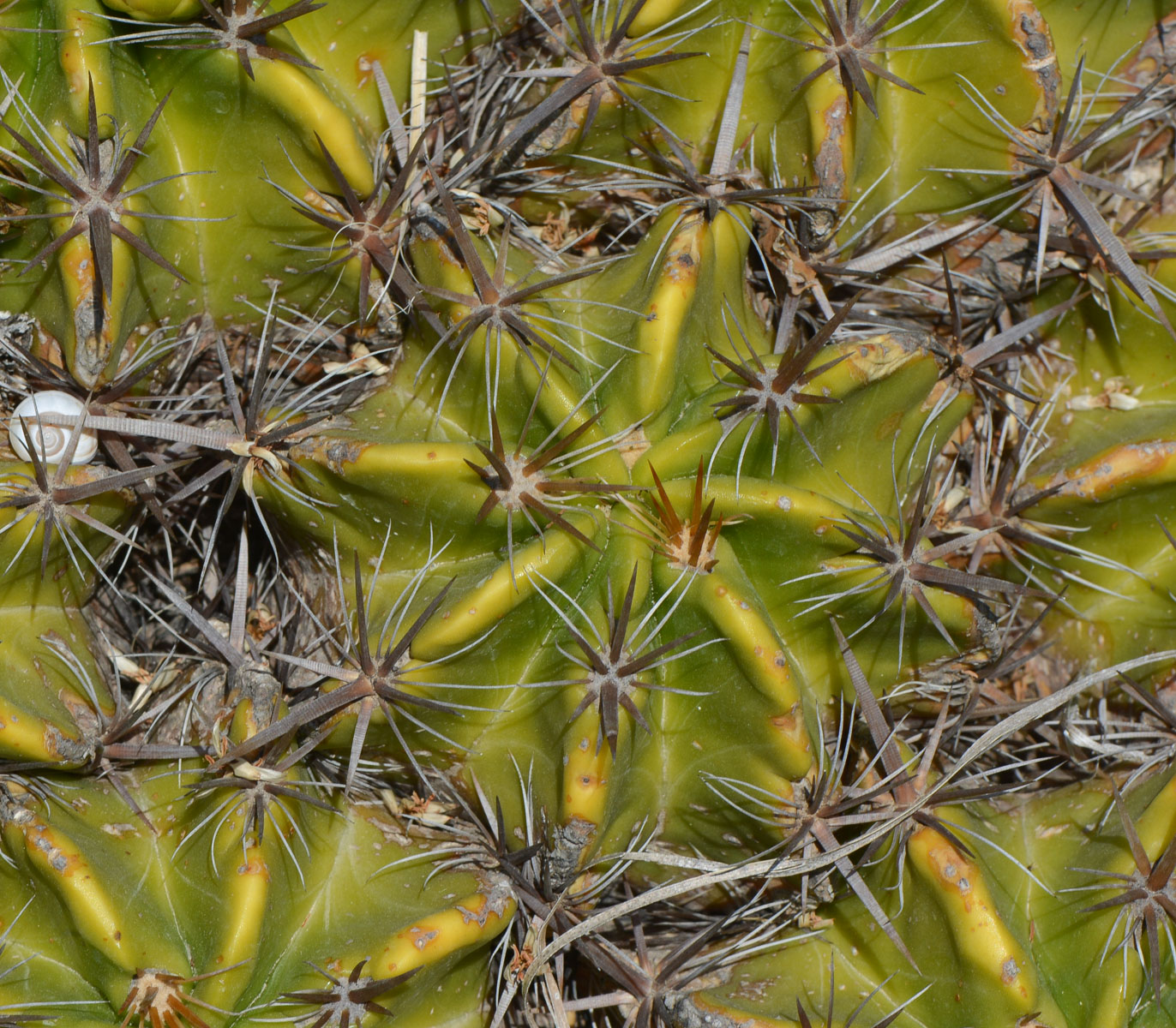 Image of Ferocactus robustus specimen.