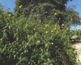 Kerria japonica var. pleniflora