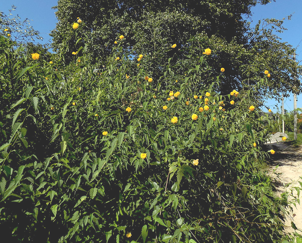 Image of Kerria japonica var. pleniflora specimen.