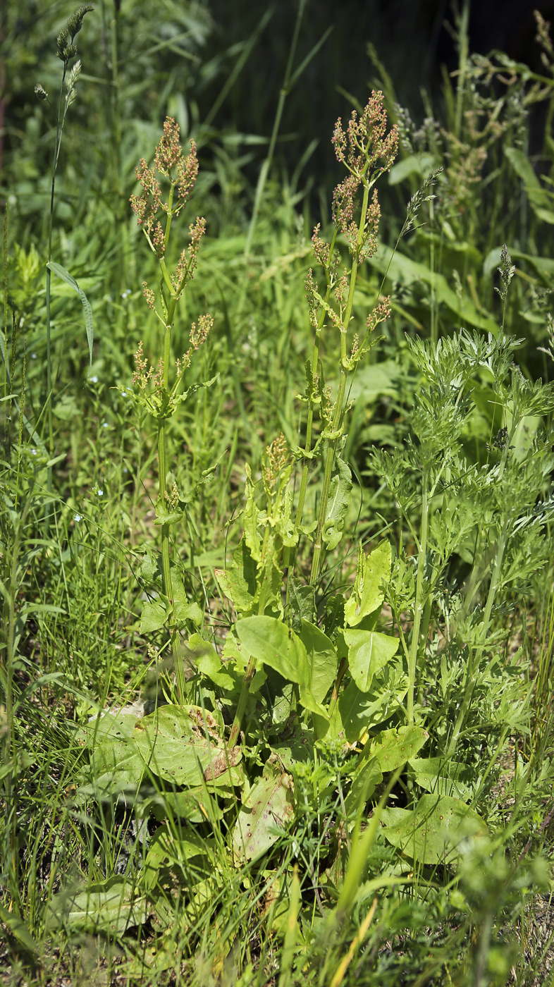Image of Rumex acetosa specimen.