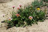 Gazania rigens