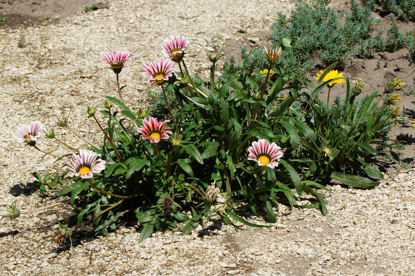 Изображение особи Gazania rigens.