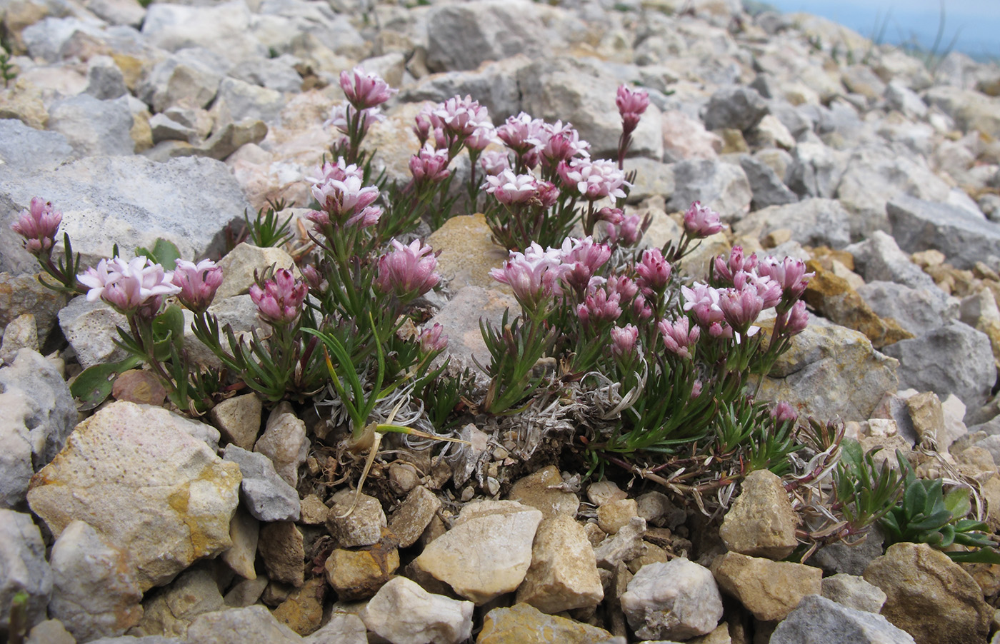 Изображение особи Asperula abchasica.