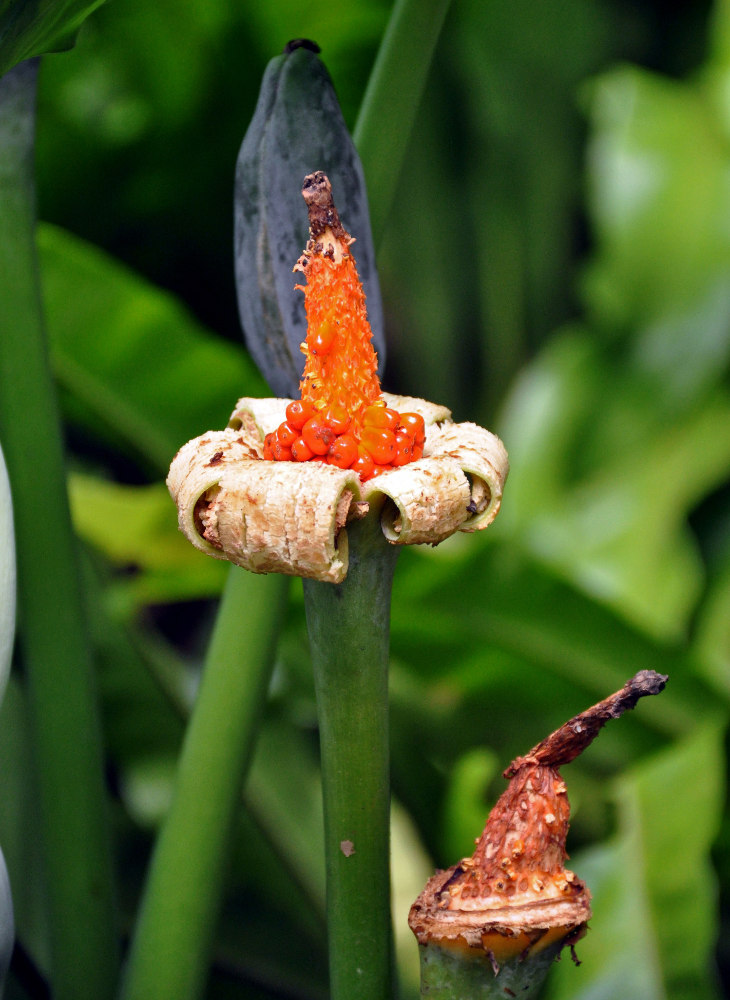 Image of Alocasia macrorrhizos specimen.