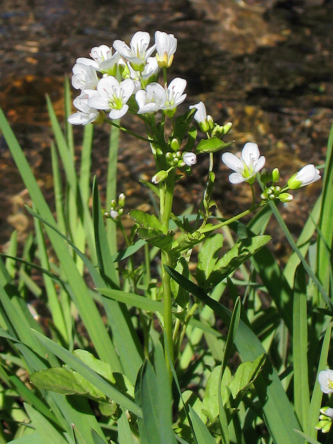 Изображение особи Cardamine amara.