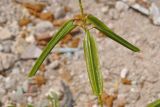 Senna alata
