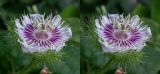 Passiflora foetida