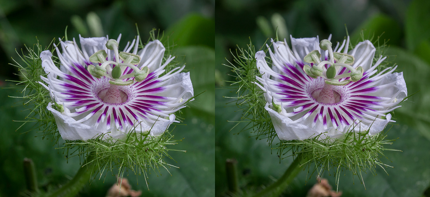 Изображение особи Passiflora foetida.