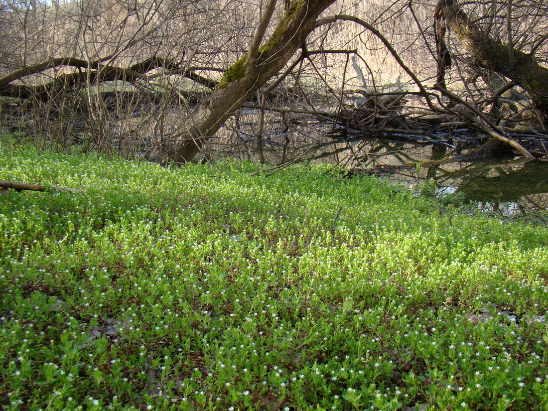 Image of genus Stellaria specimen.