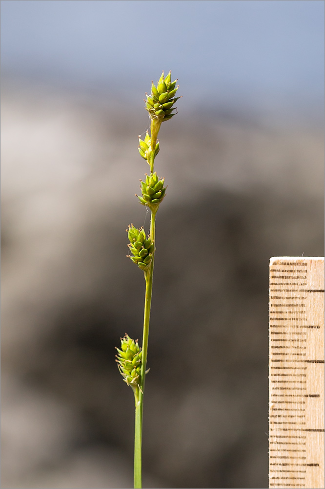 Изображение особи Carex canescens.